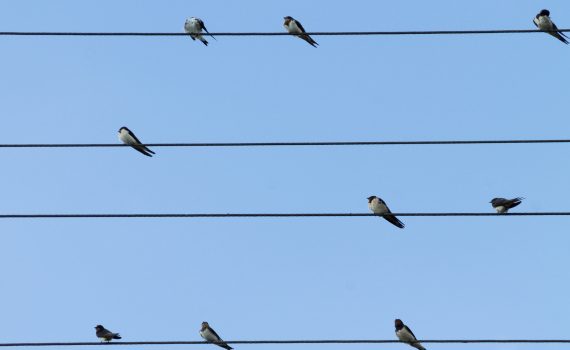 hirondelles sur un fil