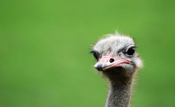 tête d'autruche